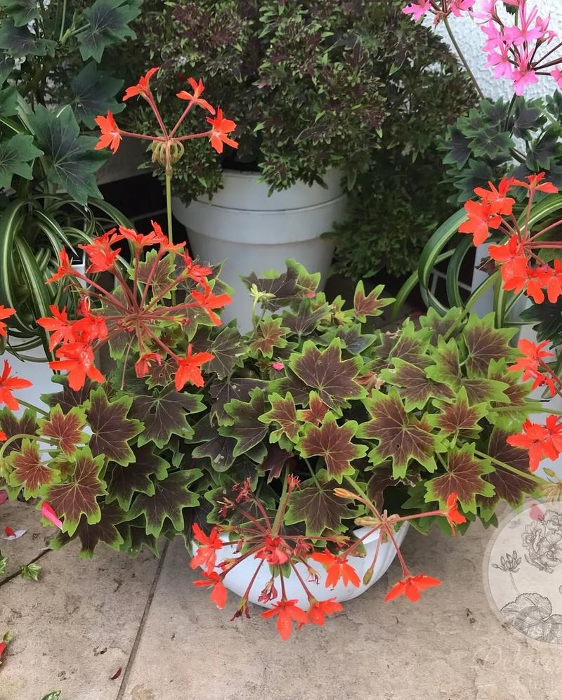 Geranium ‘Vancouver Centennial’