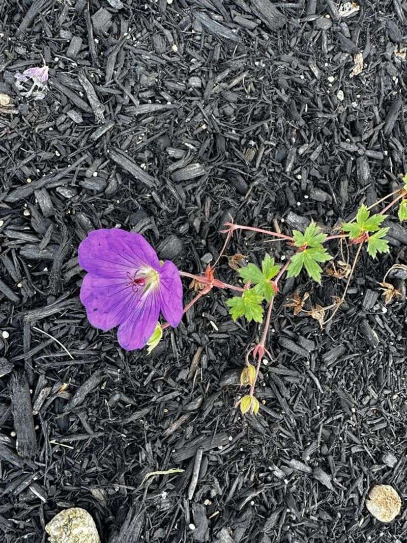 Geranium ‘Orion’