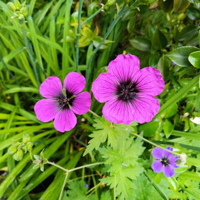 Geranium ‘Ann Folkard’