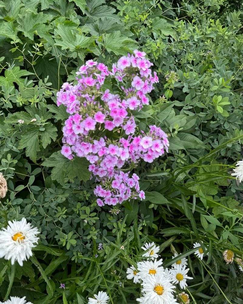 Geranium ‘Mavis Simpson’