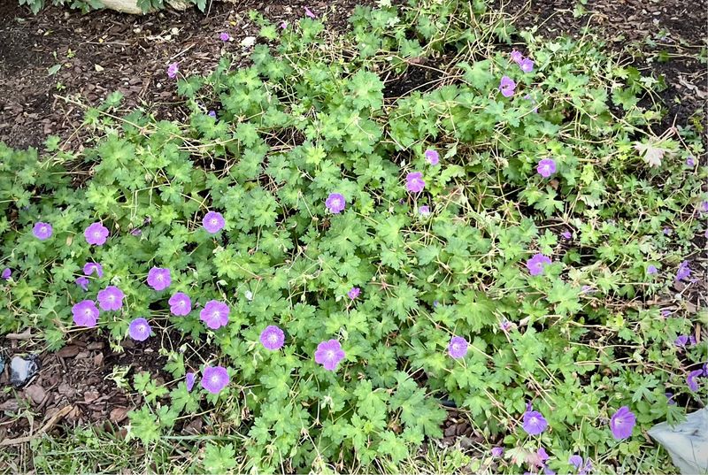 Geranium ‘Johnson’s Blue’