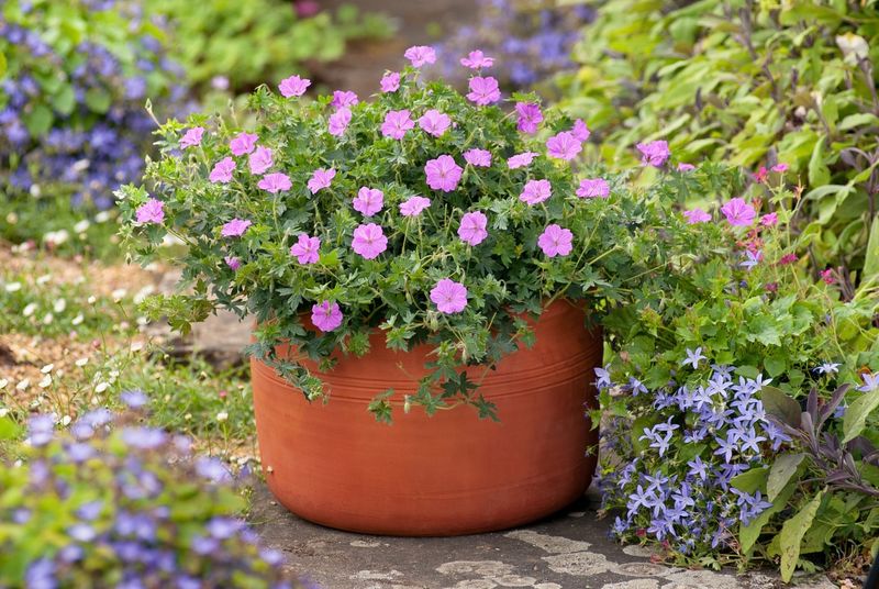Geranium ‘Blushing Turtle’