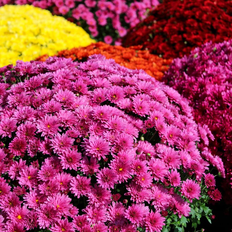 Chrysanthemums Can Repel Pests and Ladybugs