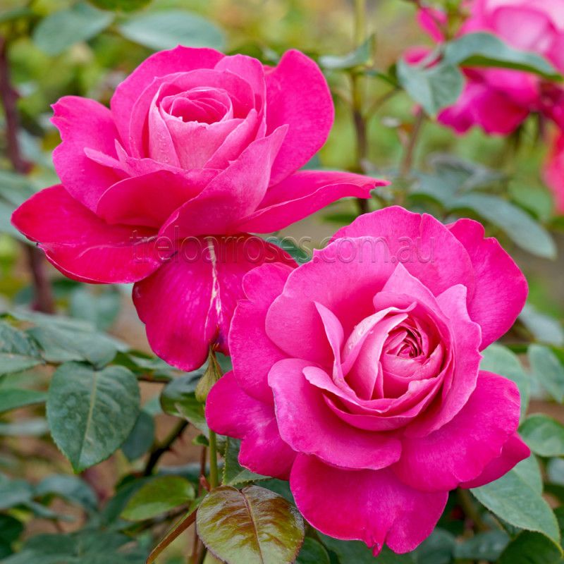 Barone Edmond De Rothschild Rose
