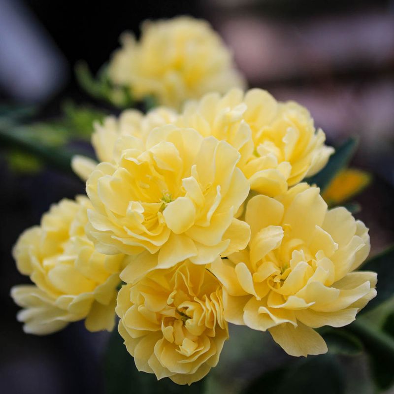 Rosa Banksiae
