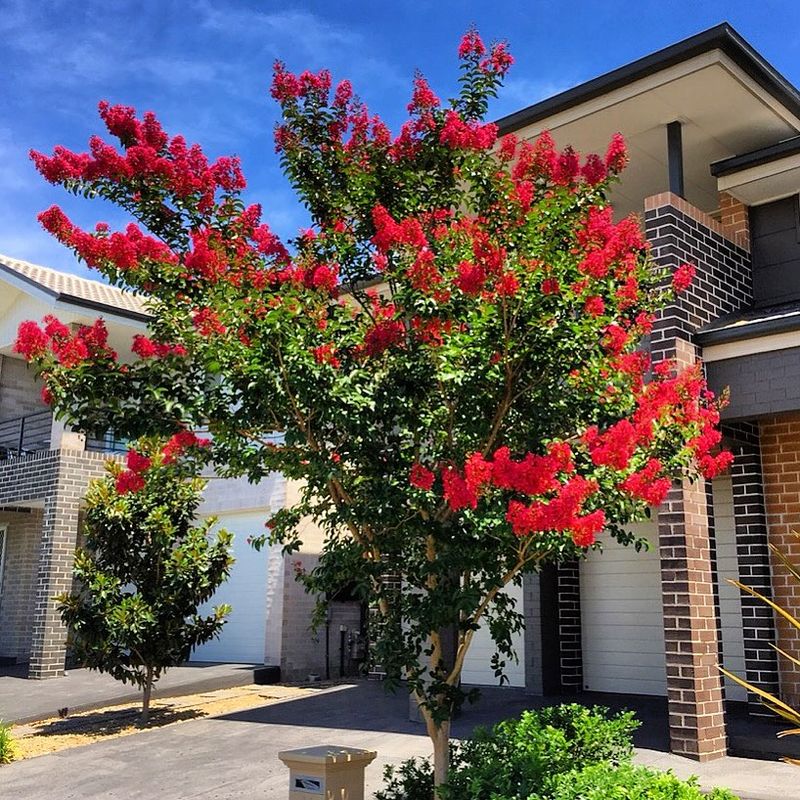 Crape Myrtle