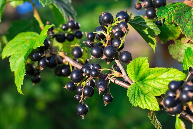 Blackcurrant