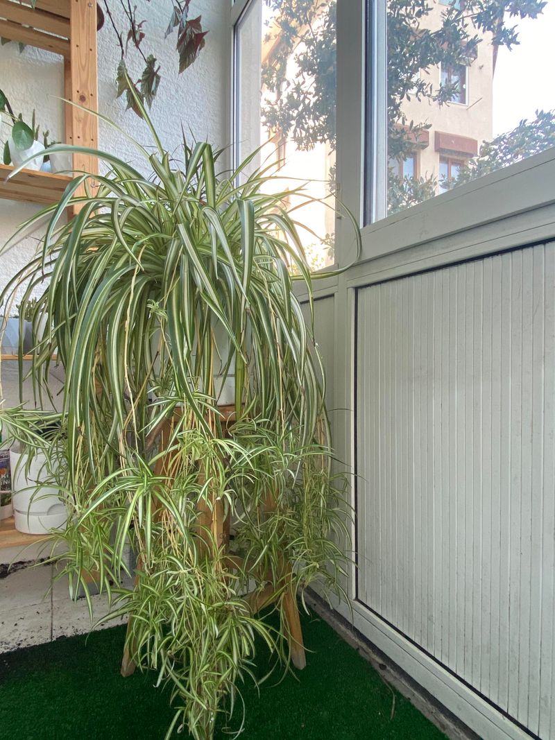 Spider Plant