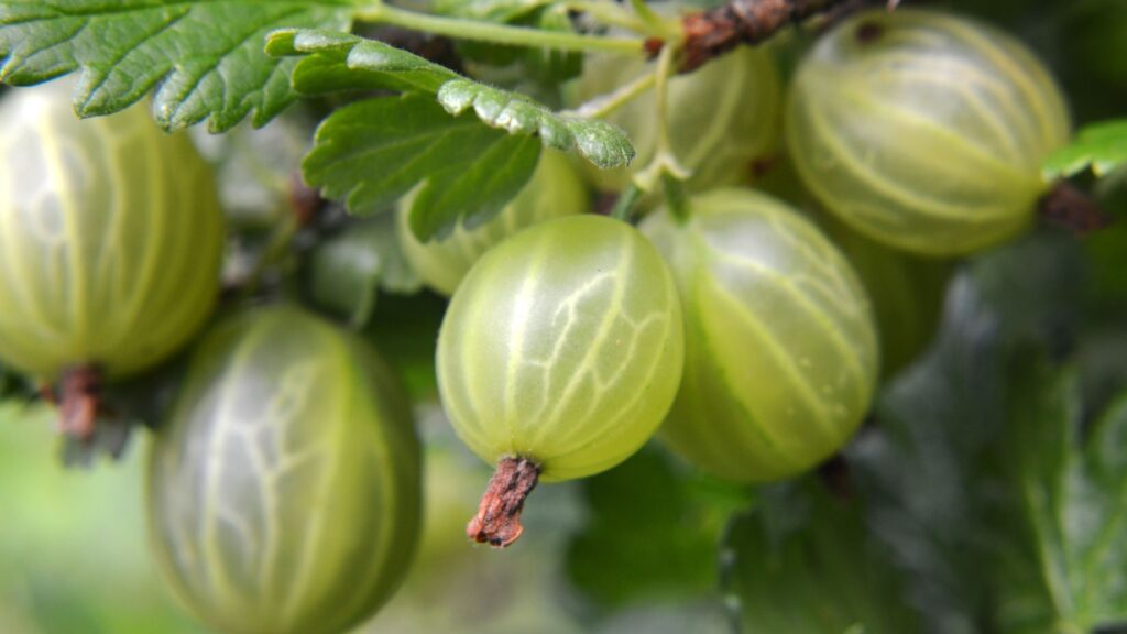 gooseberries
