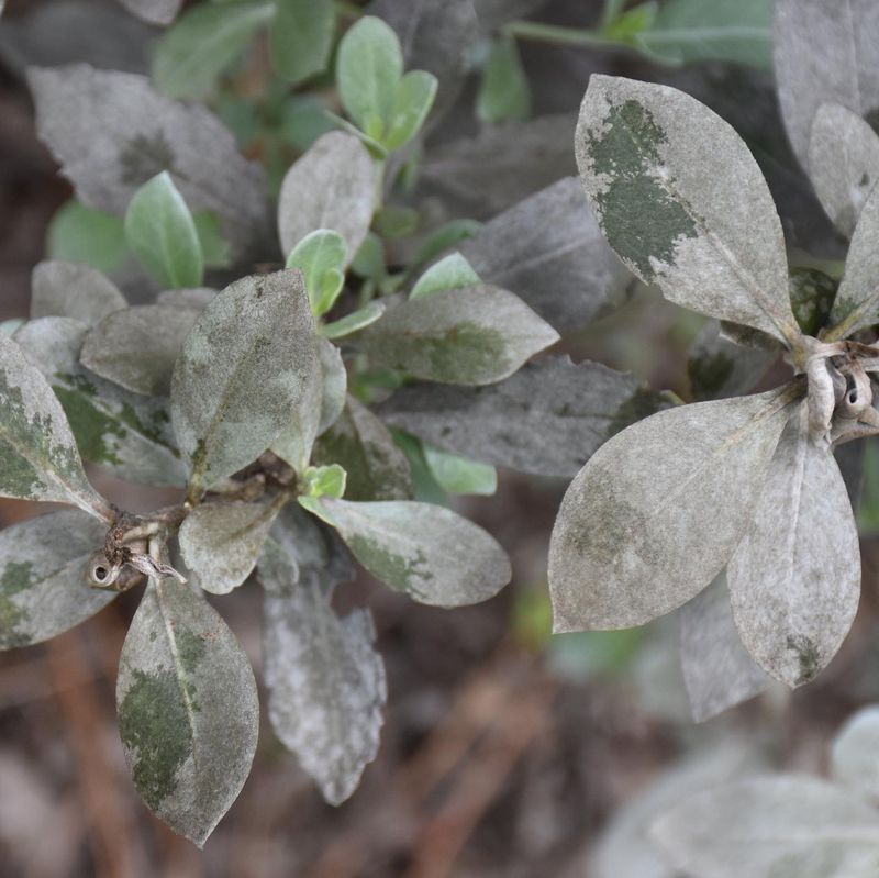 Diseased Plants Are Bad News for Compost