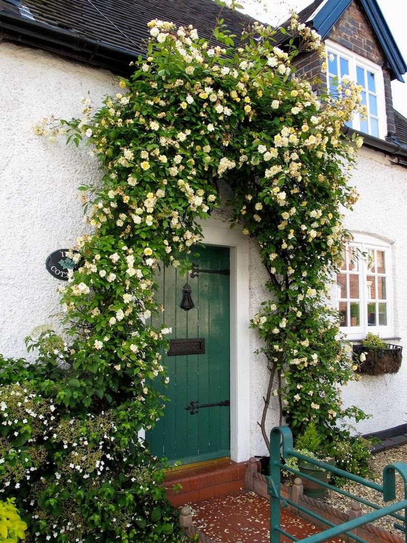 Perfect For Covering Unsightly Areas