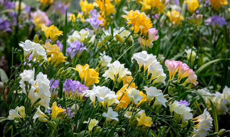 Thrives in Well-Drained Soil