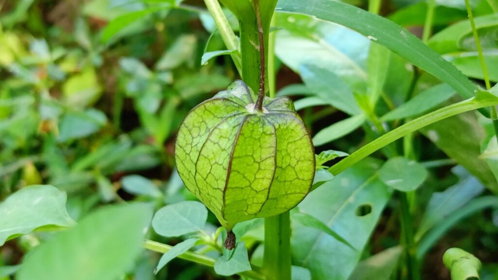 ground cherries