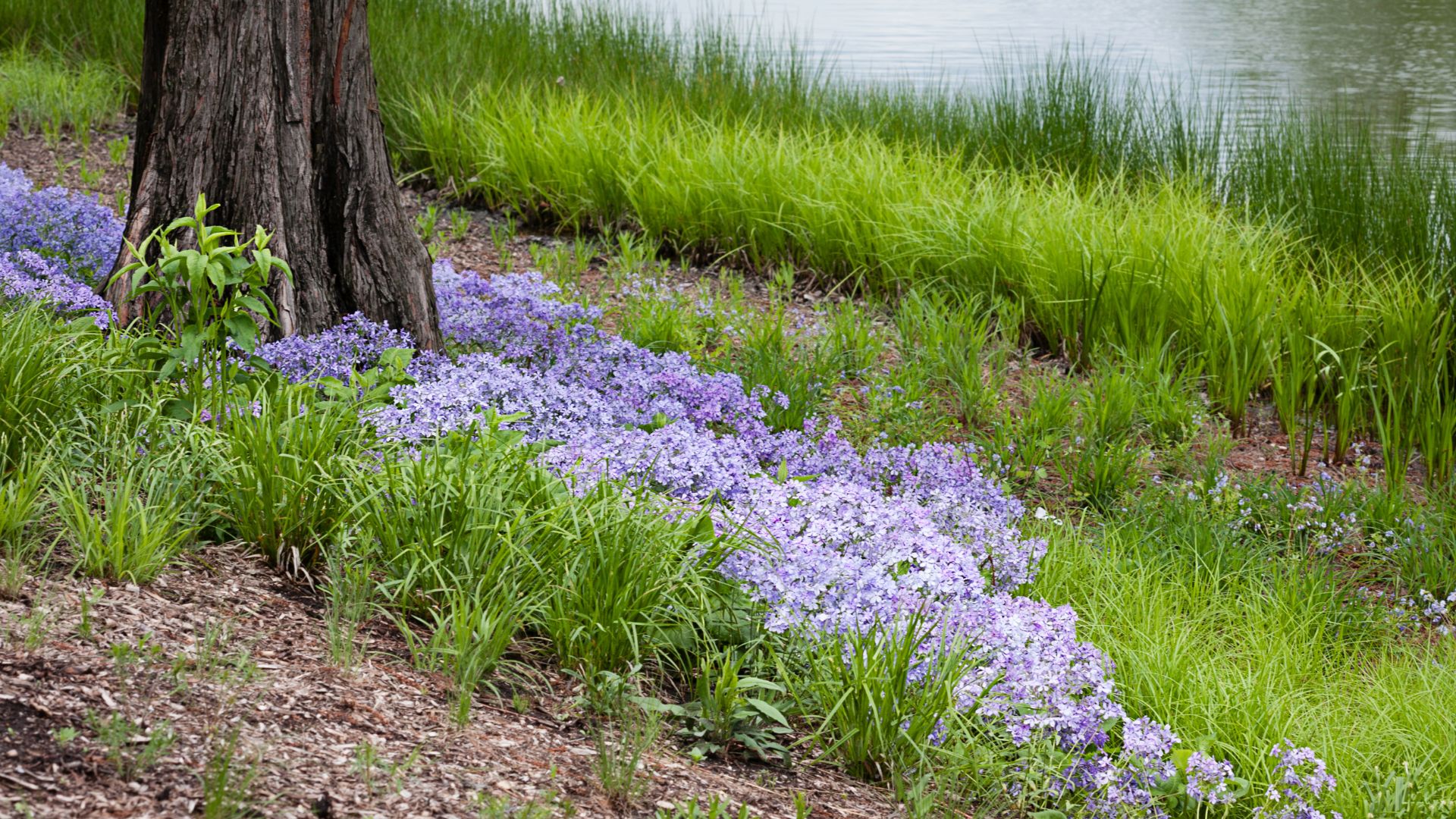 creeping phlox under a tree