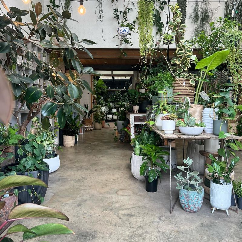 Never Move Plants Out During a Heatwave