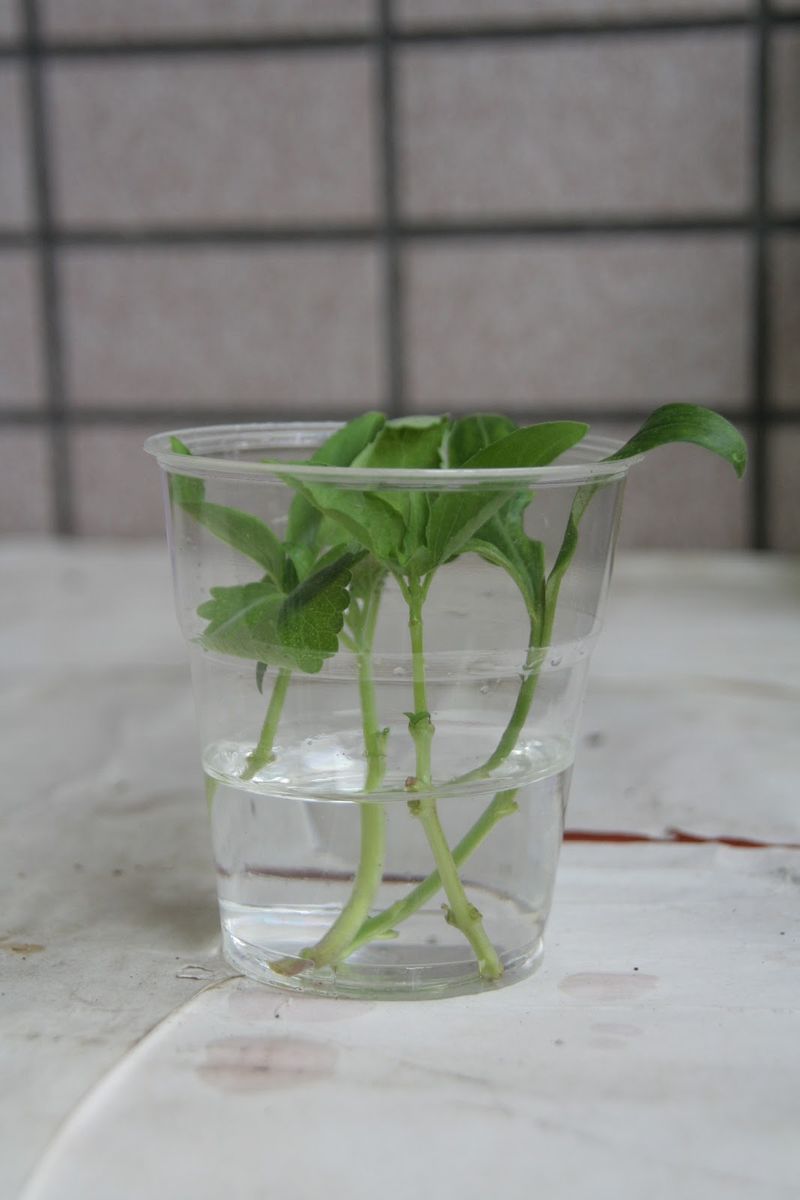 Propagating Catnip by Cuttings