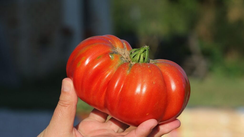 beefsteak tomato