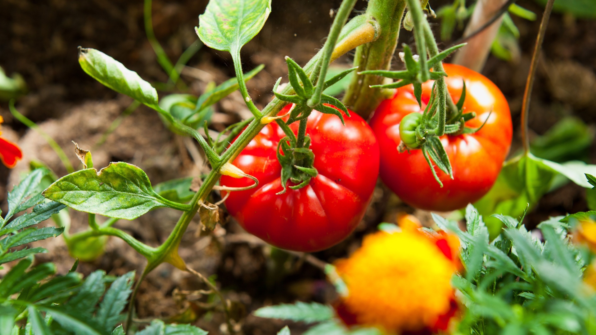 Grow The Most Bountiful Beefsteak Tomato Plants With These 12 Helpful Tips