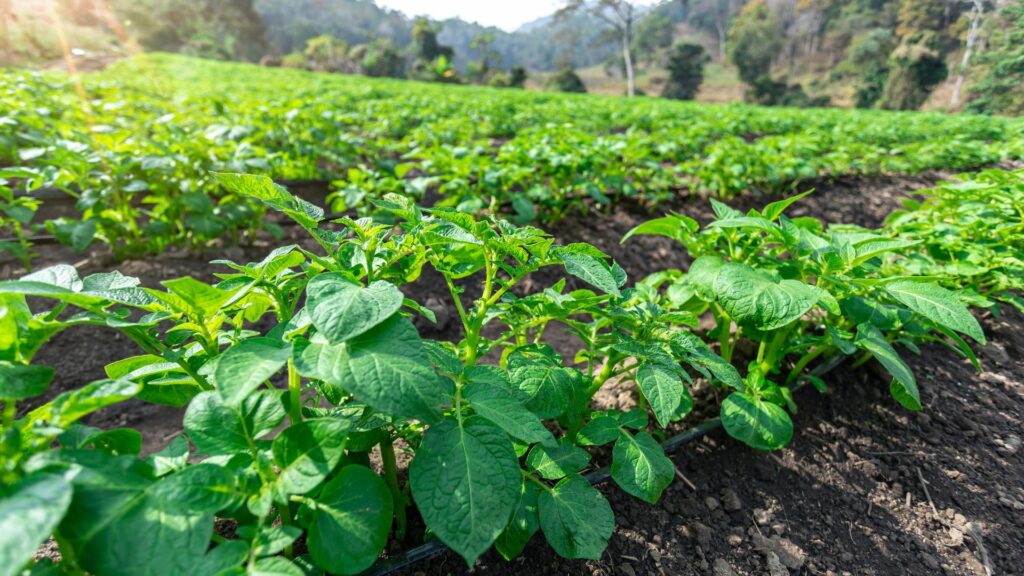 potatoes in garden