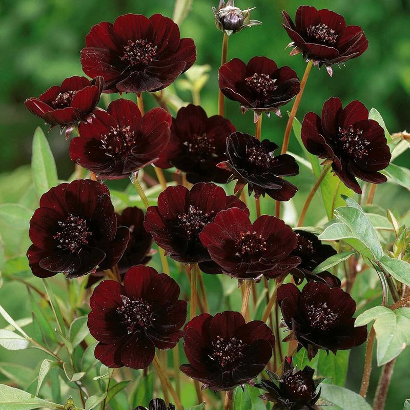 Adds A Pop Of Unique Color To Flower Beds
