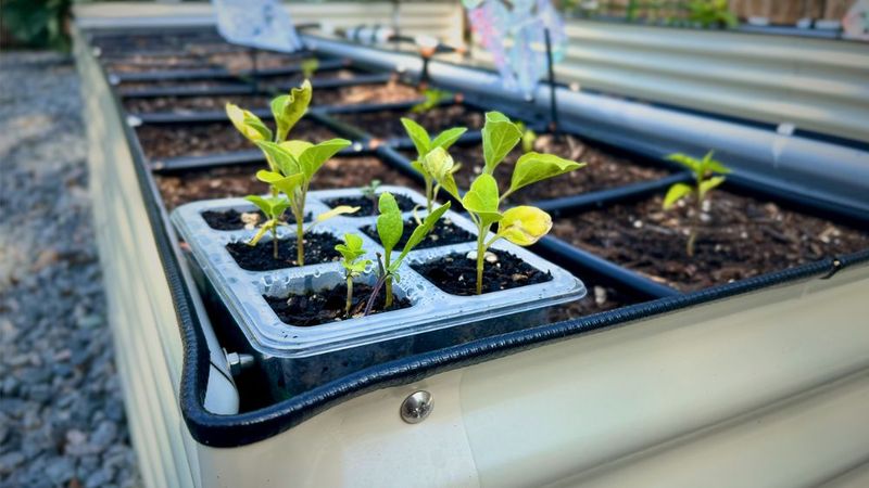 Water Before Transplanting