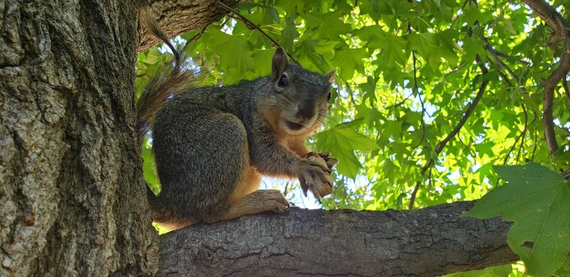 Decoy Feeders