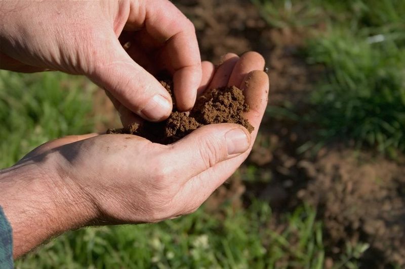 Prepare The Soil Properly