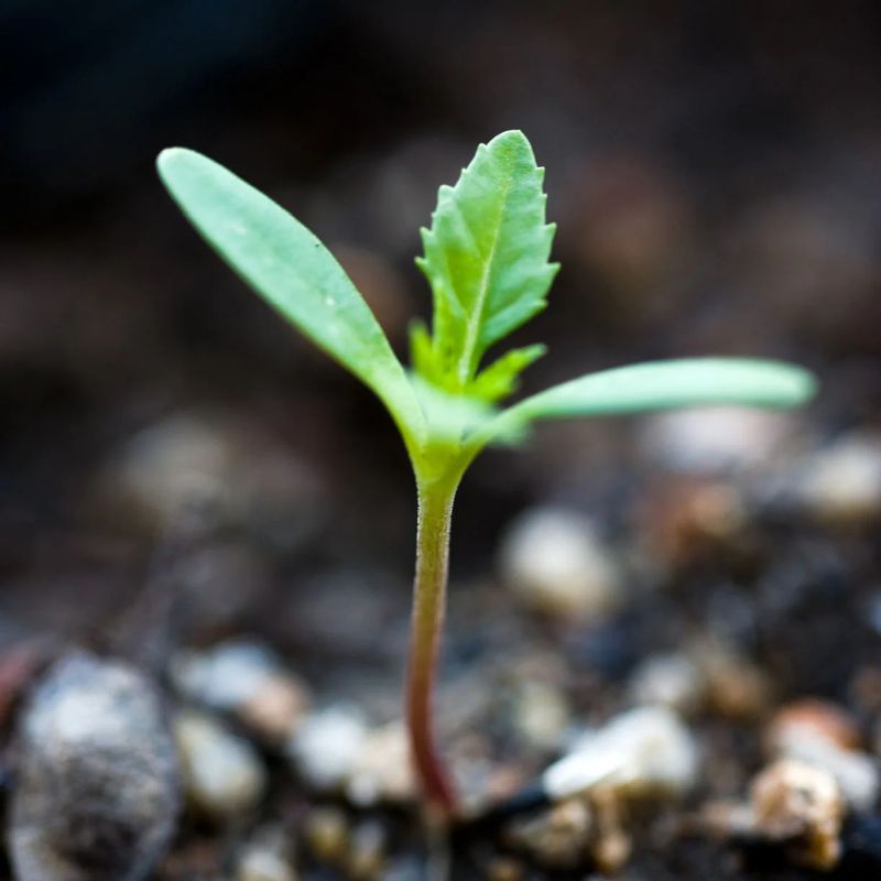 Don’t Transplant If Only Cotyledon Leaves Are Present