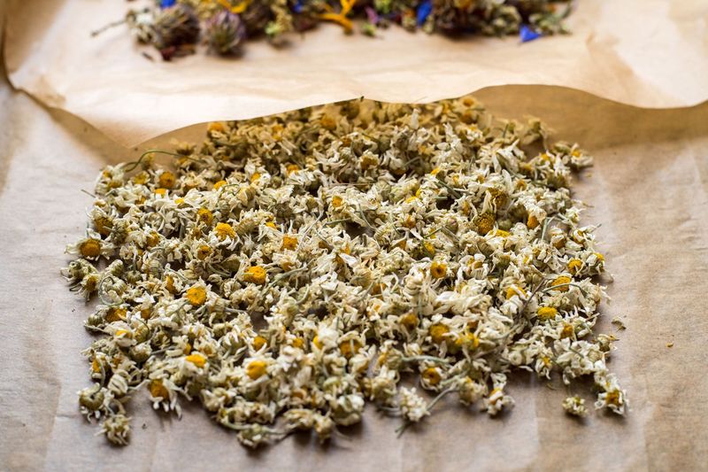 Dry Chamomile Properly