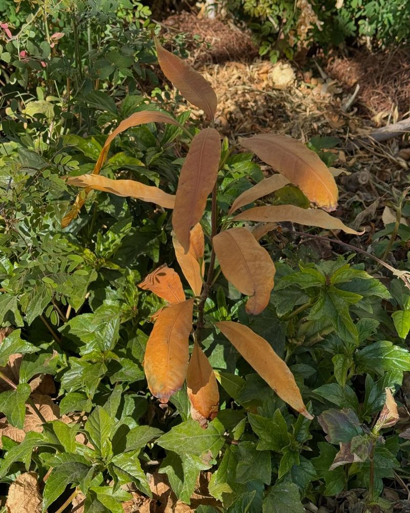 Check for Frost Damage