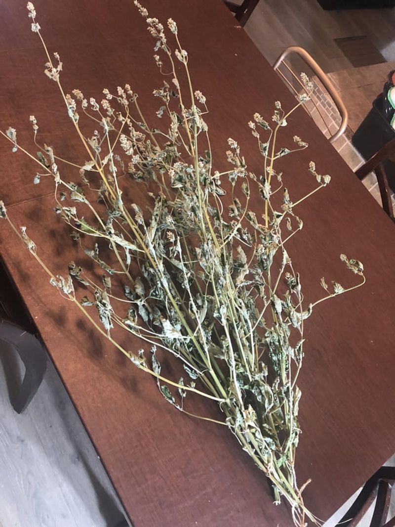 Drying and Storing Catnip