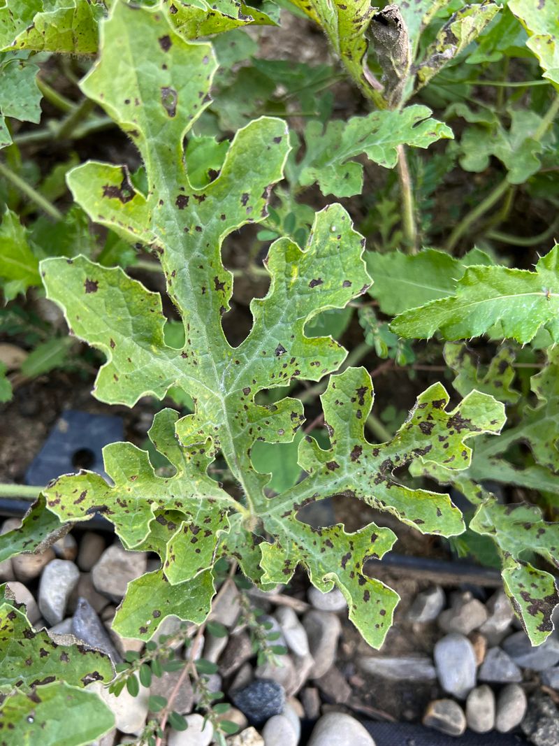 Ignoring Plant Diseases