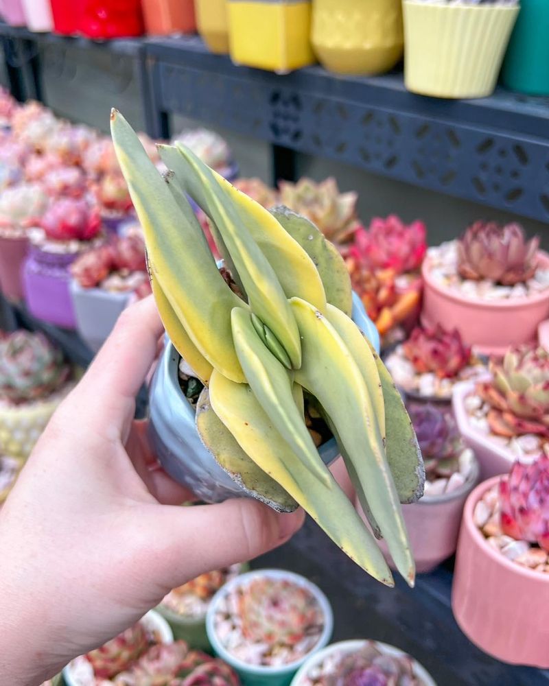 Propeller Plant