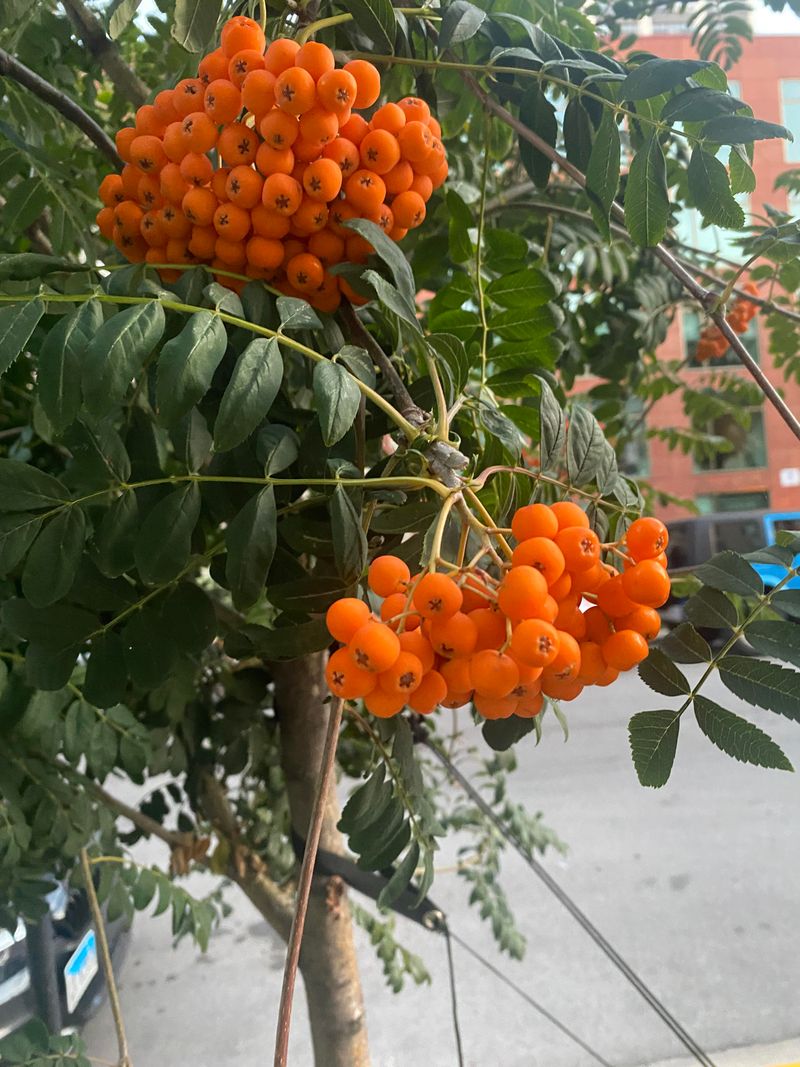 Sea Buckthorn