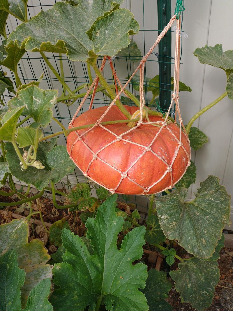 From Seedling to Giant