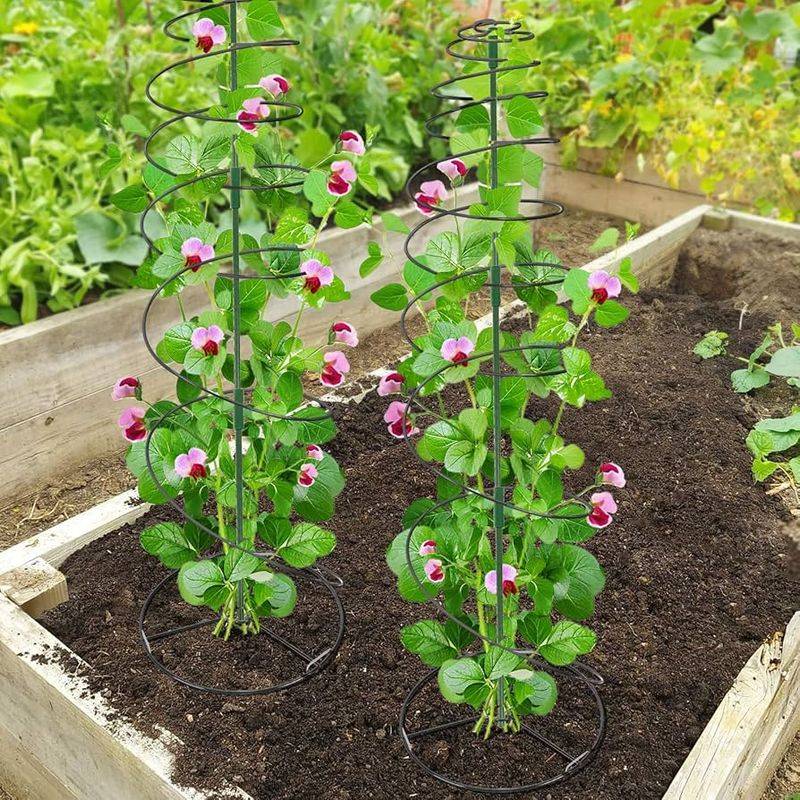 Spiral Trellis