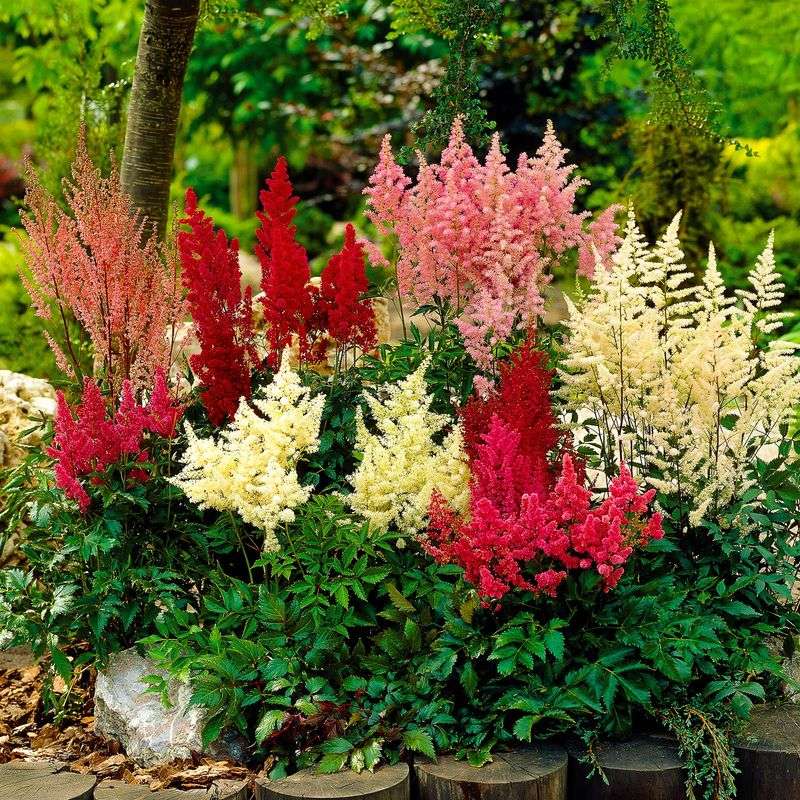 Astilbes
