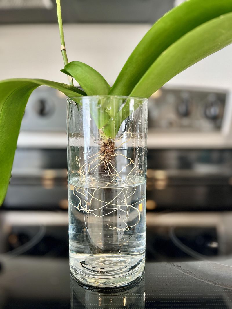 Encourages Stronger Roots