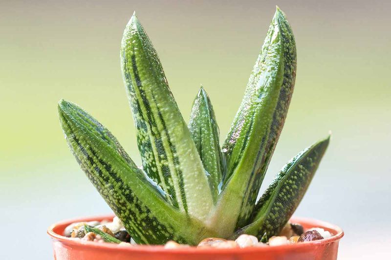 Gasteria