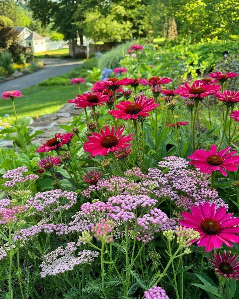 Drought-Tolerant Perennials (Like Coneflower & Yarrow) – Thrived With Minimal Care