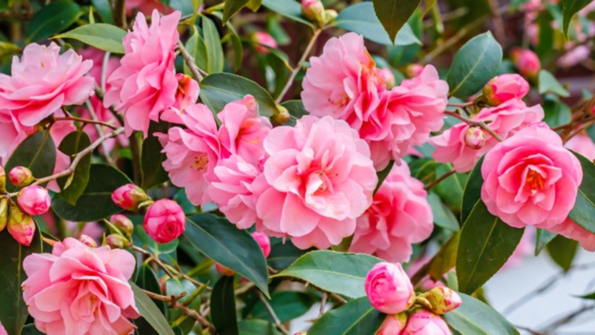 camellia flowers