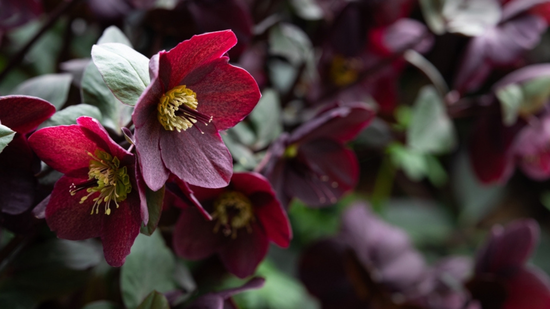 hellebore in bloom