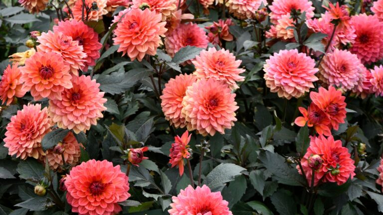 Dahlias