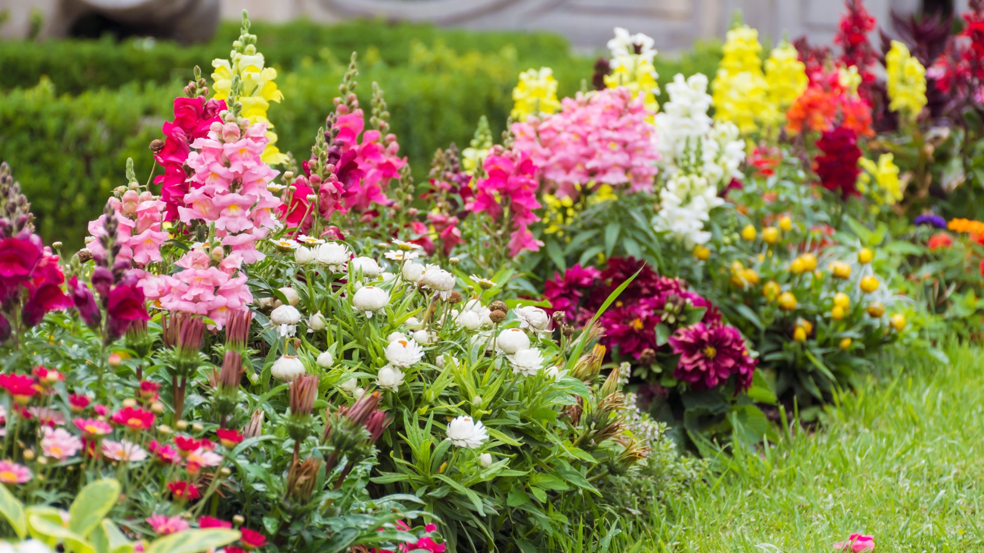 garden flowers