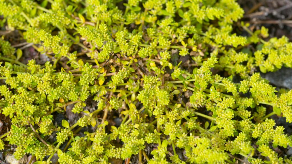 Herniaria glabra (Rupturewort)
