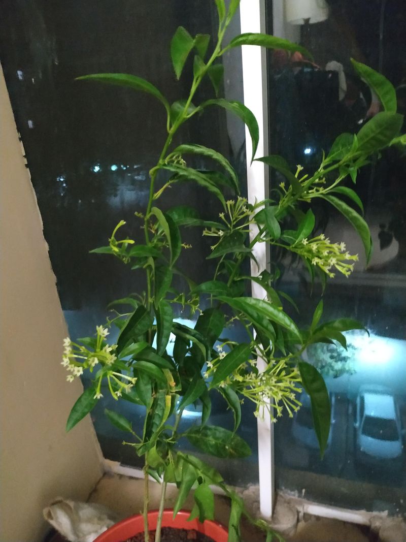 Cestrum