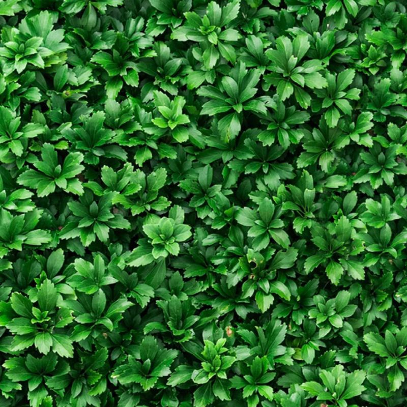 Pachysandra
