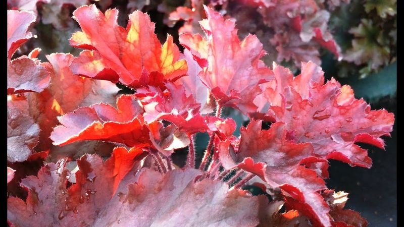 Heuchera ‘Cinnamon Curls’