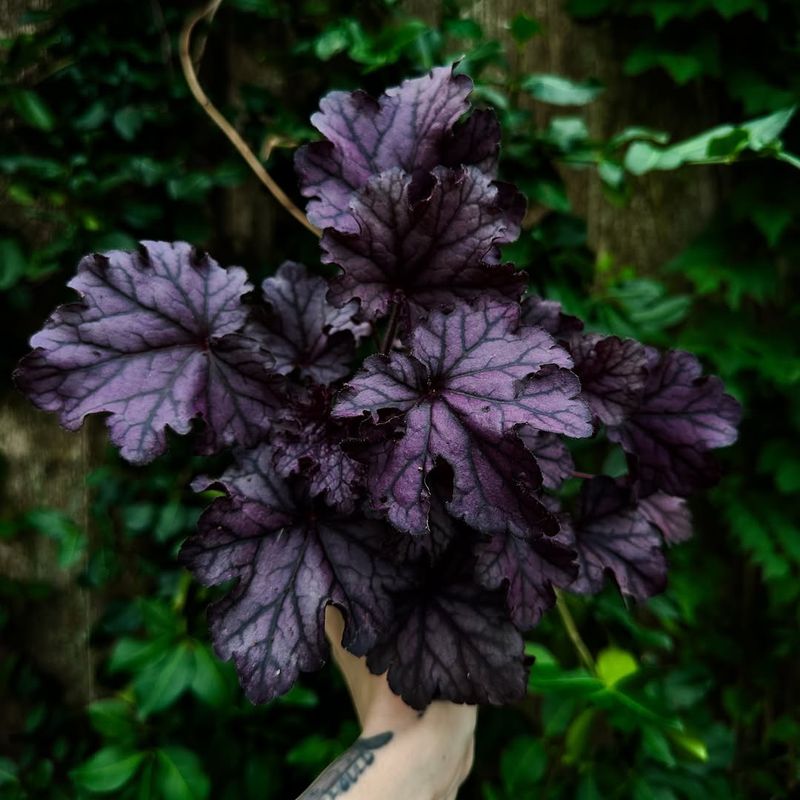 Heuchera ‘Forever Purple’