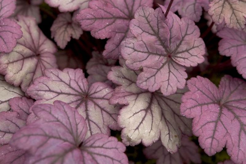 Heuchera ‘Sugar Plum’